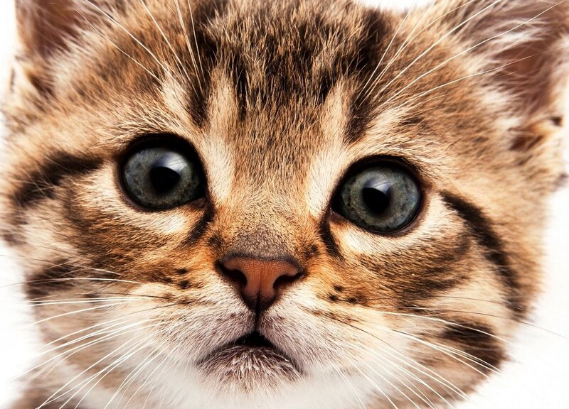Tabby Kitten Face — Brown, Curious