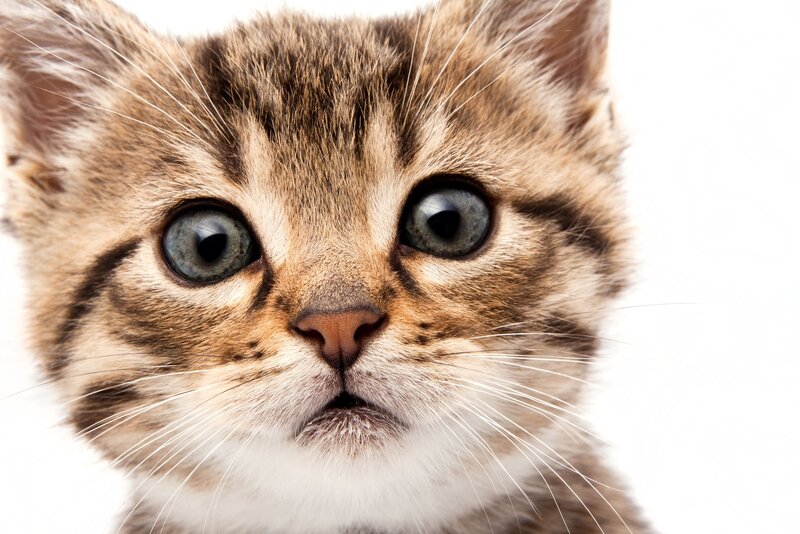 Tabby Kitten Face — Brown, Neutral, Photograph, Eyes