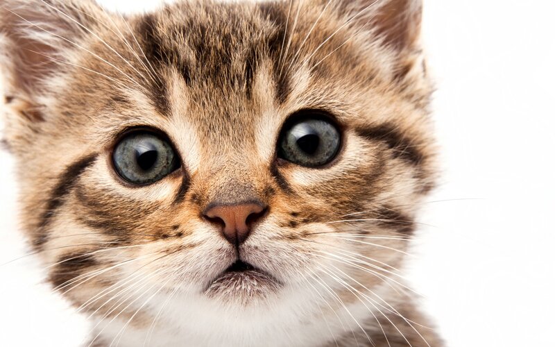 Tabby Kitten Face — Brown, Neutral, Photograph