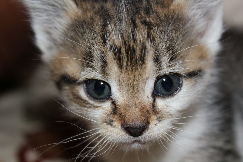 Tabby Kitten Face — Brown