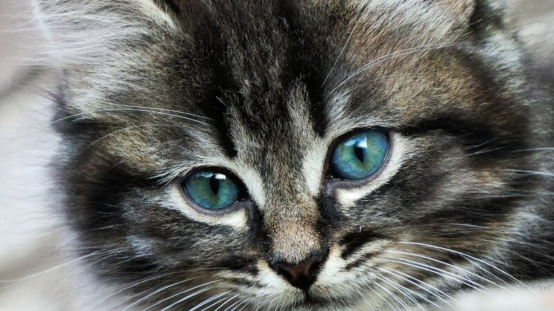 Tabby Kitten Face — Gray