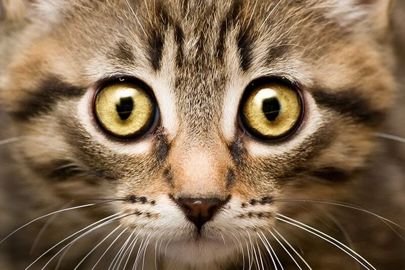 Tabby Kitten Face