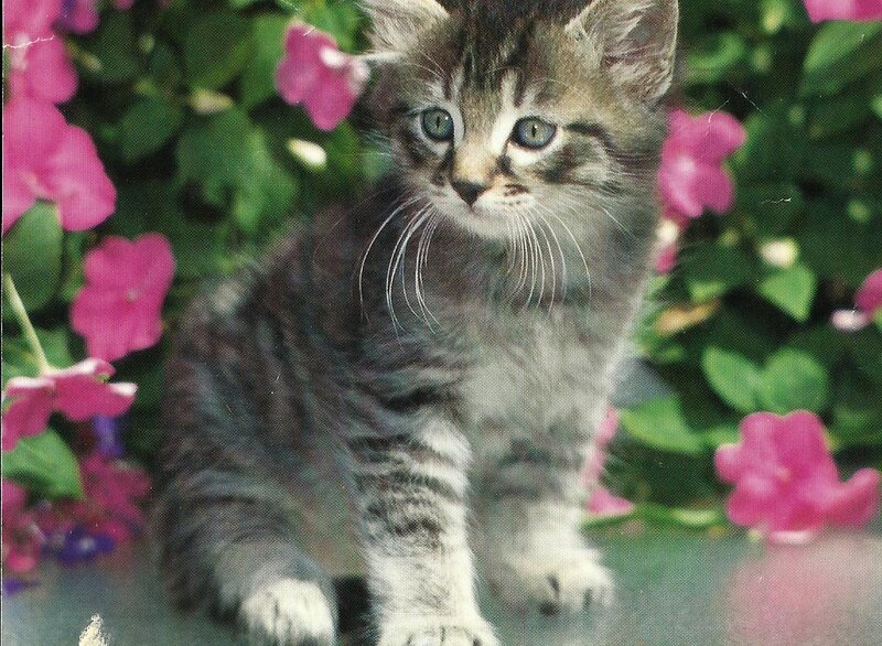 Tabby Kitten — Gray, Calm, Afternoon, Photograph