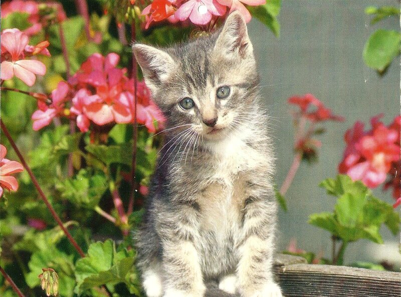 Tabby Kitten — Gray, Calm, Afternoon