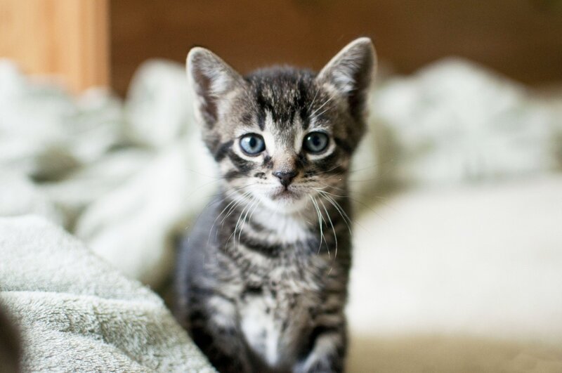 Tabby Kitten — Gray, Calm, Photograph, Blanket