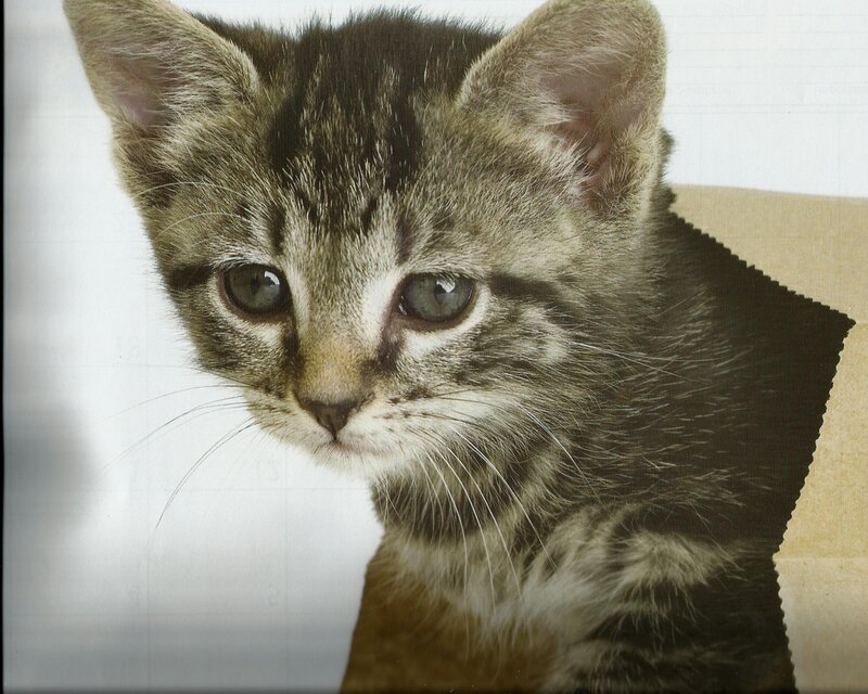 Tabby Kitten — Gray, Calm, Photograph, Paper