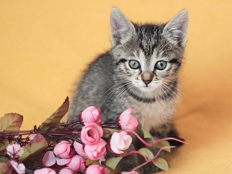 Tabby Kitten — Gray, Calm, Photograph, Pink Flowers