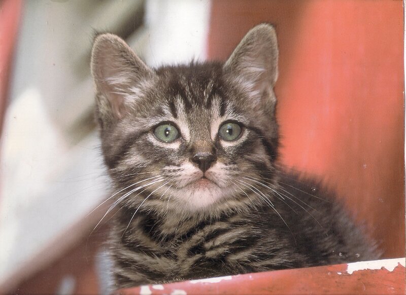 Tabby Kitten — Gray, Calm, Photograph