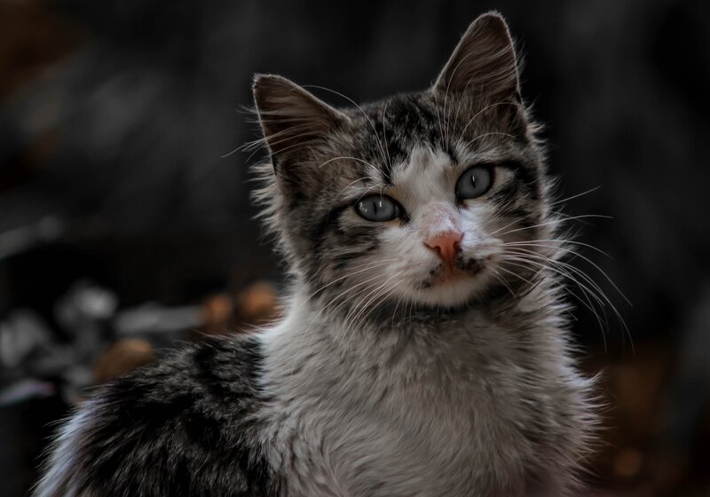 Tabby Kitten — Gray, Calm, Photograph, Whiskers