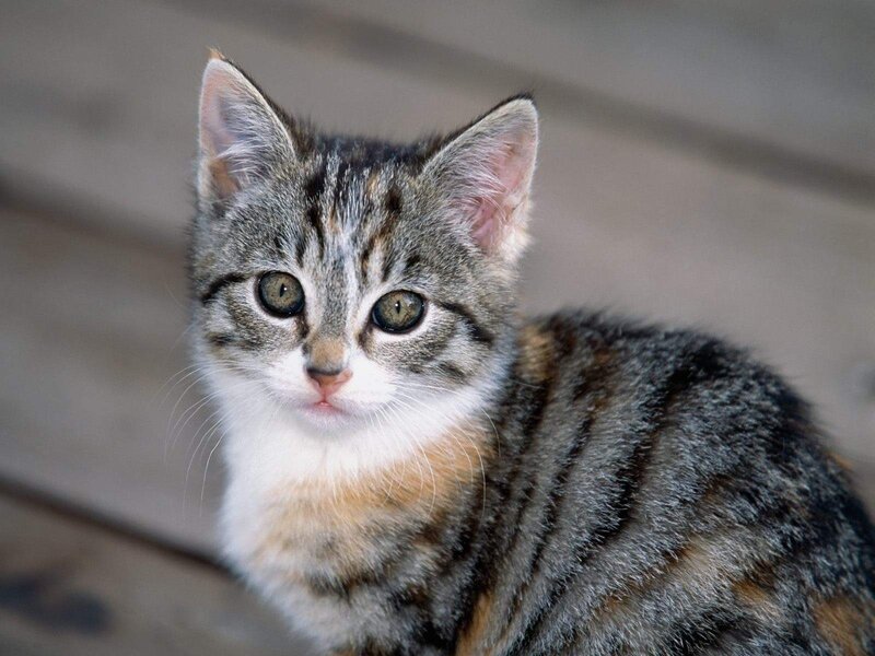Tabby Kitten — Gray, Calm, Photograph, Wooden Surface