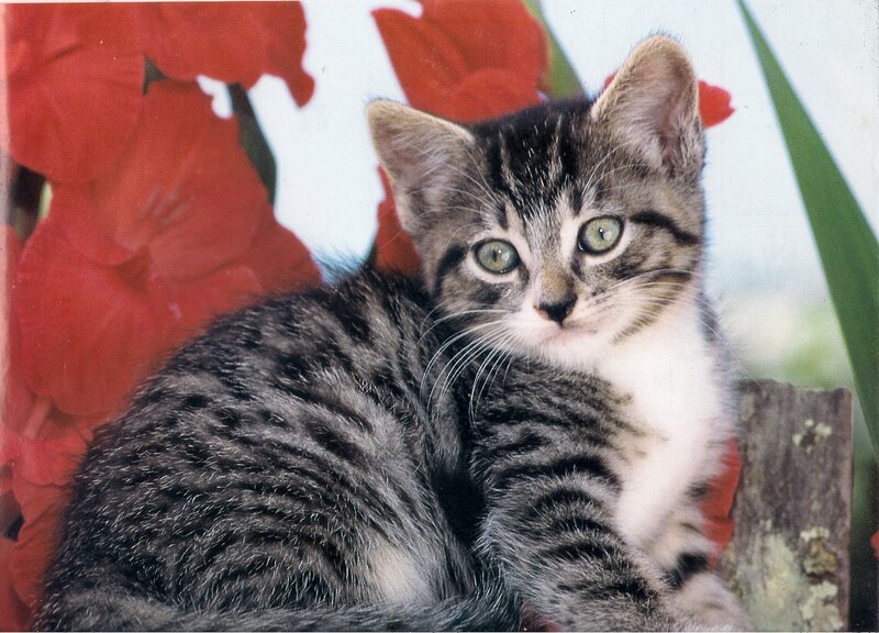 Tabby Kitten — Gray, Calm