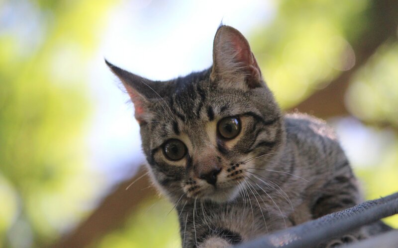 Tabby Kitten — Gray, Curious, Afternoon
