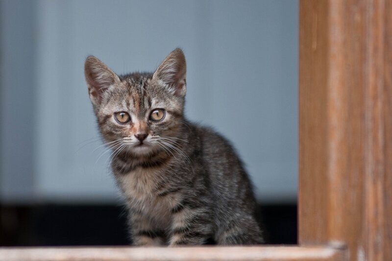 Tabby Kitten — Gray, Curious, Photograph