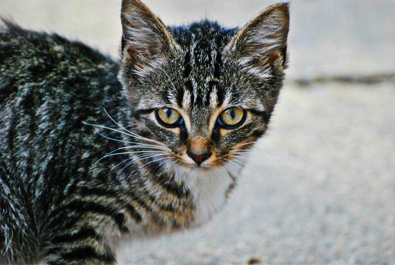 Tabby Kitten — Gray, Curious, Photograph, Whiskers