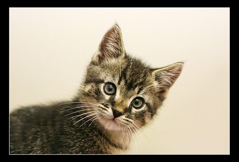 Tabby Kitten — Gray, Curious