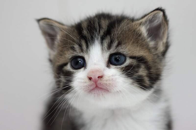 Tabby Kitten — Gray, Innocent, Photograph