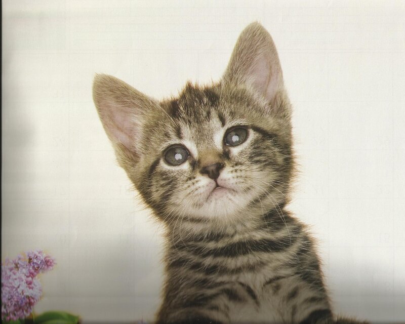 Tabby Kitten — Gray, Innocent