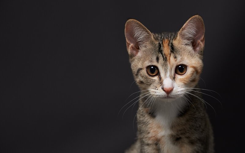 Tabby Kitten — Gray, Neutral, Photograph