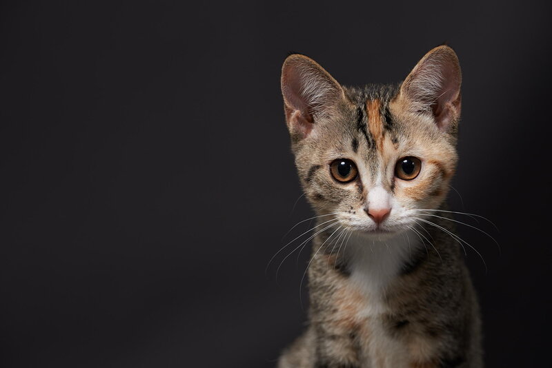 Tabby Kitten — Gray, Neutral, Photograph, Whiskers