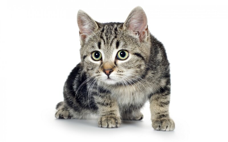 Tabby Kitten — Gray, Neutral, Photograph, White Background