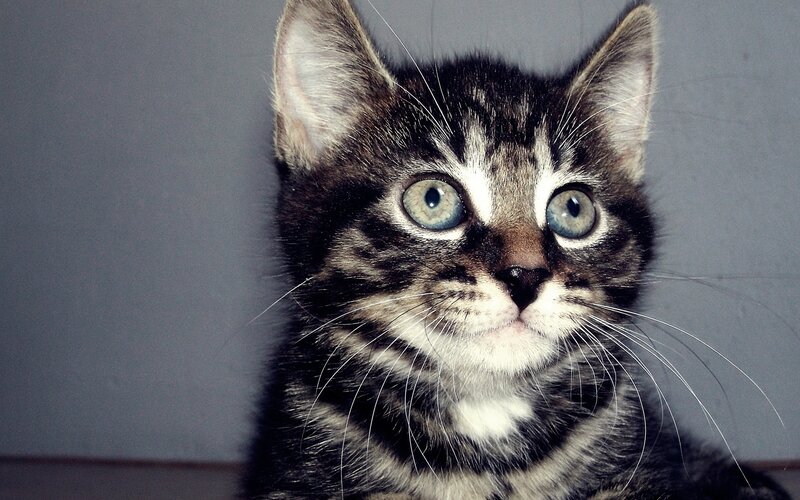 Tabby Kitten — Gray, Neutral