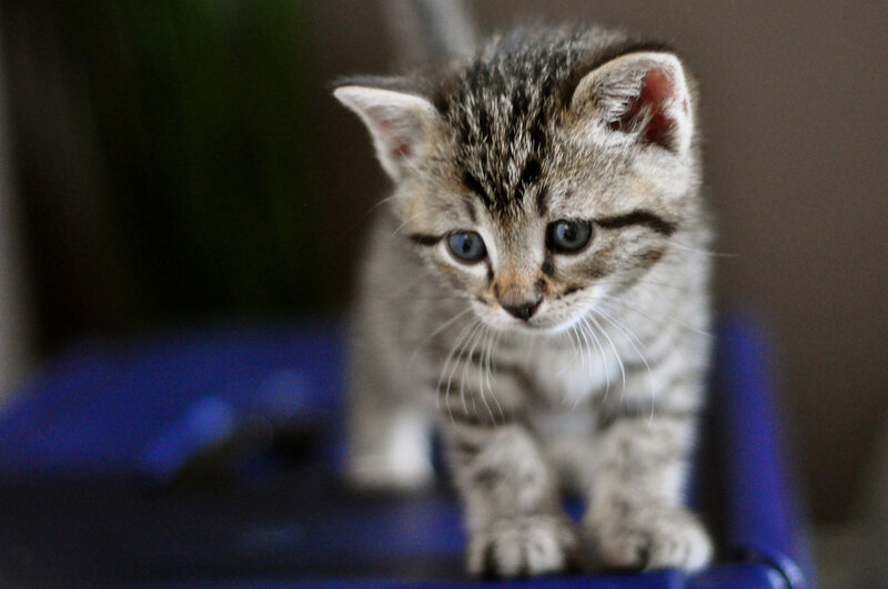 Tabby Kitten — Gray