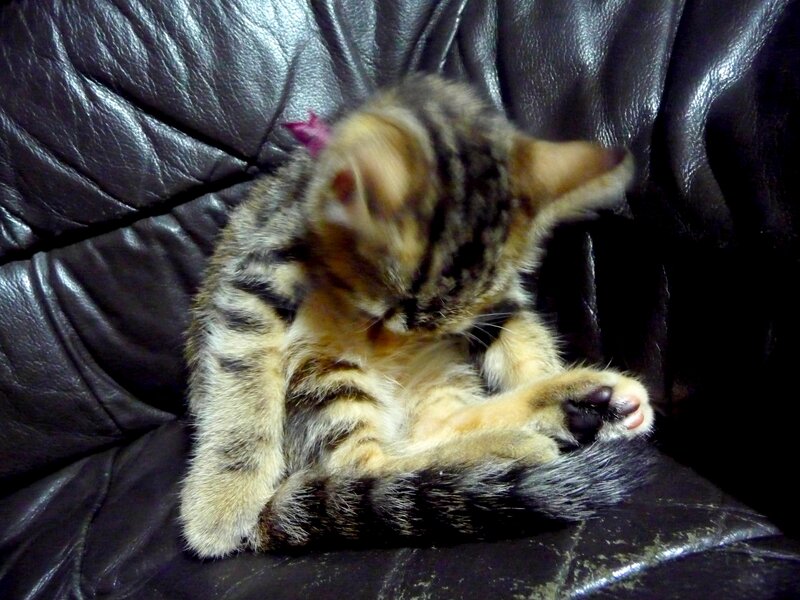 Tabby Kitten Grooming — Black