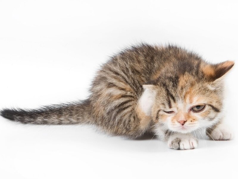 Tabby Kitten Grooming — Brown, Calm, Photograph