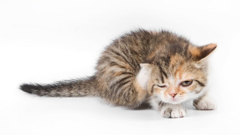 Tabby Kitten Grooming — Brown, Calm, Photograph, White Background