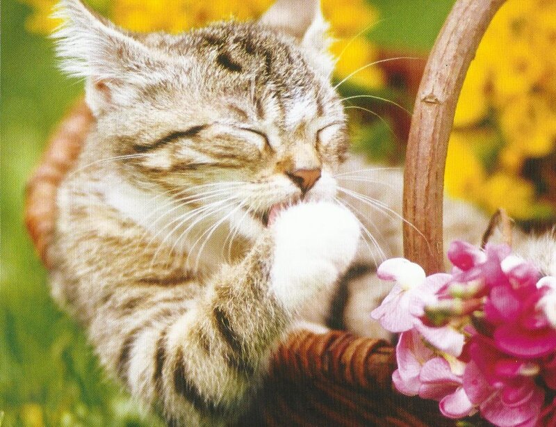 Tabby Kitten Grooming — Brown, Calm, Summer