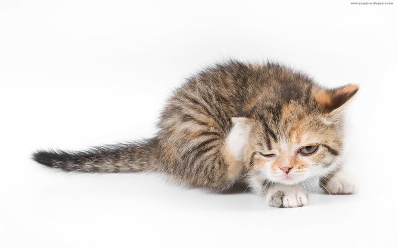 Tabby Kitten Grooming — Brown, Calm