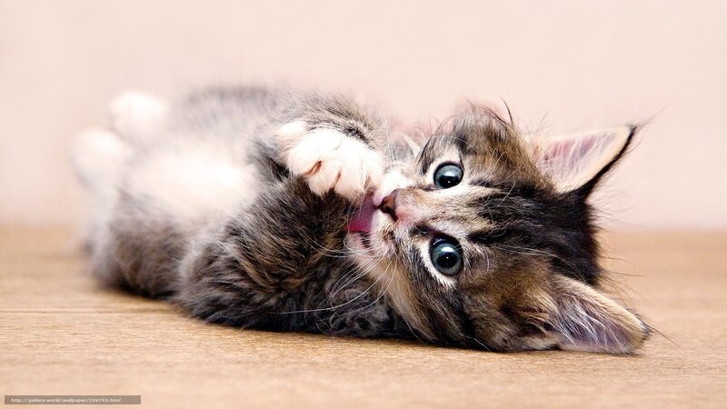 Tabby Kitten Grooming — Brown, Playful, Photograph, Floor