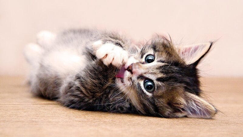 Tabby Kitten Grooming — Brown, Playful, Photograph