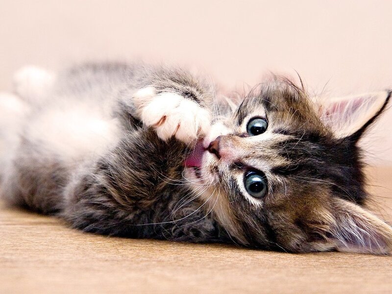 Tabby Kitten Grooming — Brown, Playful