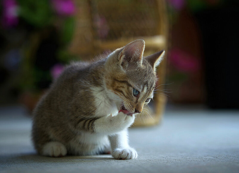 Tabby Kitten Grooming — Gray, Calm, Afternoon