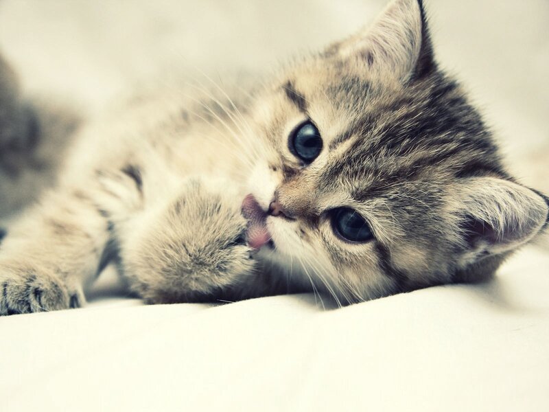 Tabby Kitten Grooming — Gray, Calm, Photograph, Cat