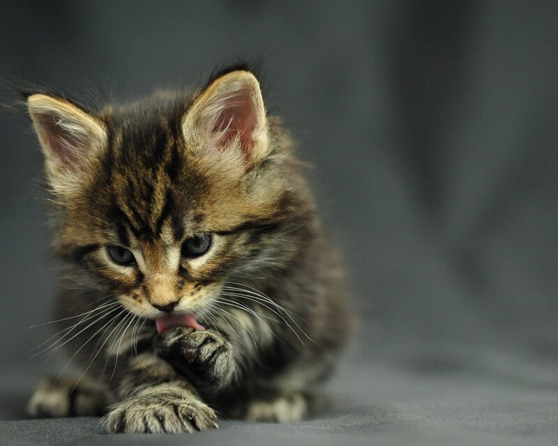 Tabby Kitten Grooming — Gray, Calm, Photograph, Paw