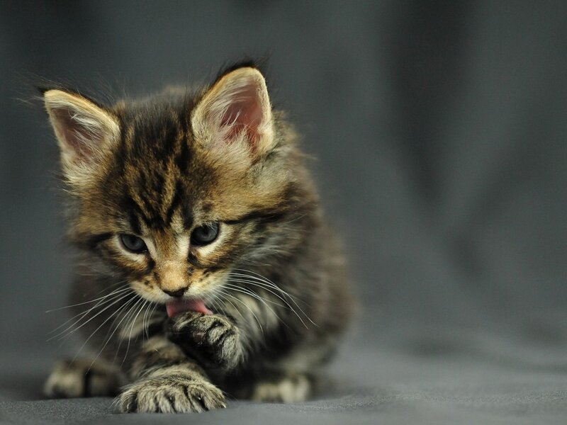 Tabby Kitten Grooming — Gray, Calm, Photograph