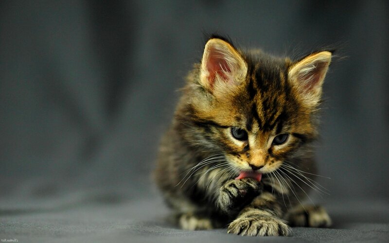 Tabby Kitten Grooming — Gray, Calm
