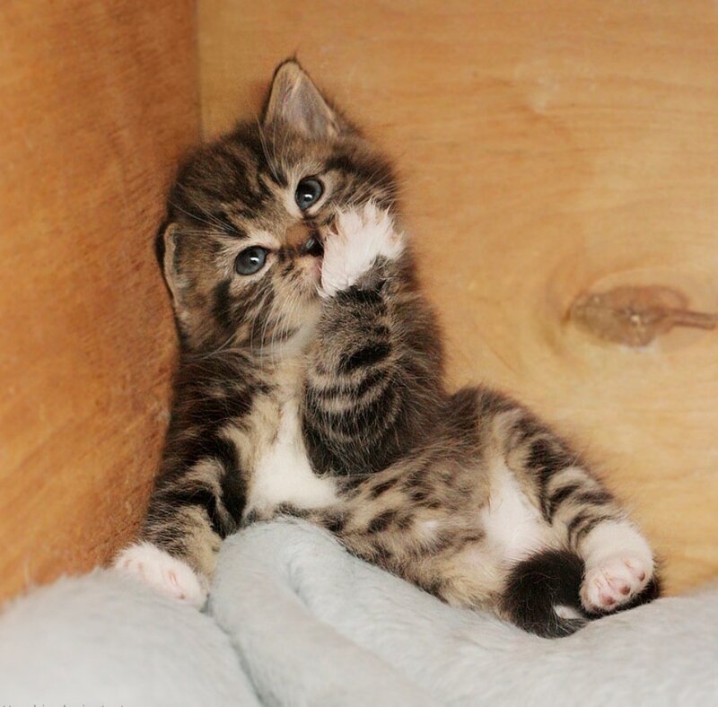 Tabby Kitten Grooming