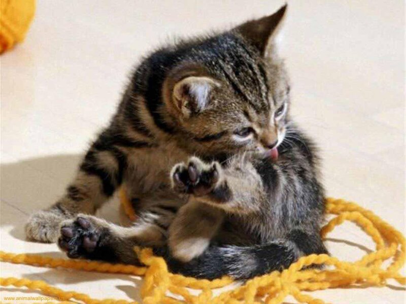 Tabby Kitten Grooming — Yellow