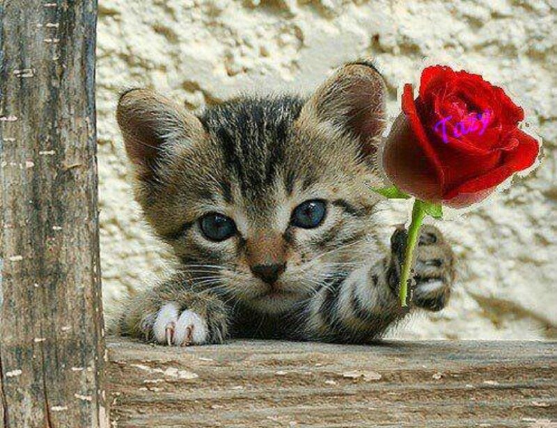 Tabby Kitten Holding Rose
