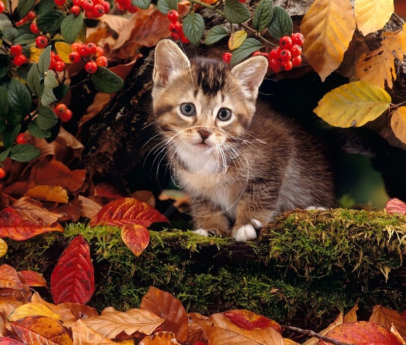 Tabby Kitten in Autumn