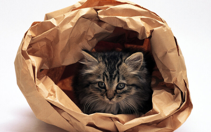 Tabby Kitten in Bag