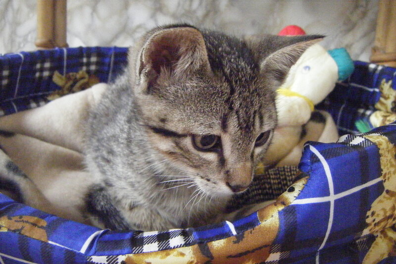 Tabby Kitten in Basket — Blue