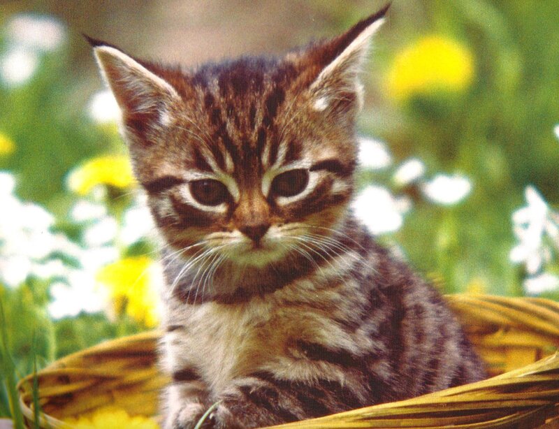 Tabby Kitten in Basket — Brown, Calm, Afternoon