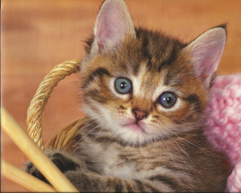 Tabby Kitten in Basket — Brown, Calm, Photograph