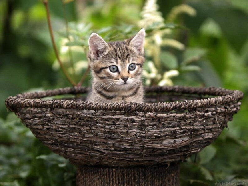 Tabby Kitten in Basket — Brown, Calm