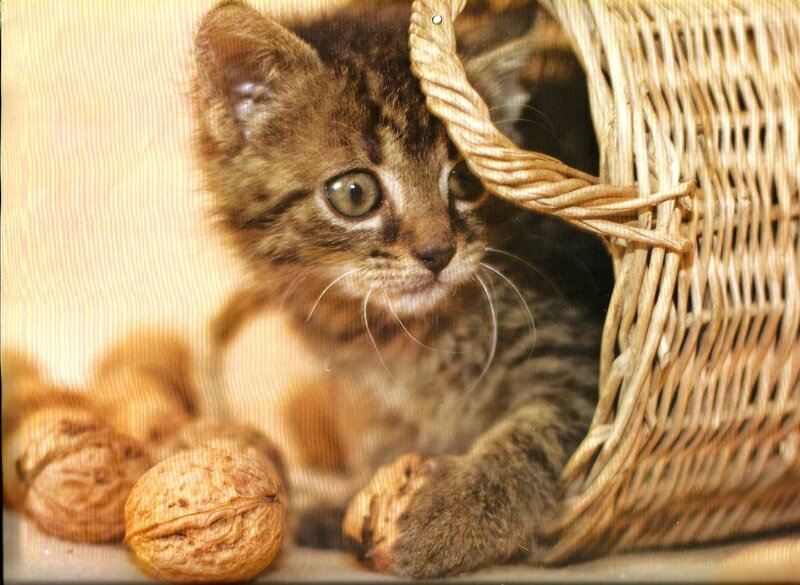 Tabby Kitten in Basket — Brown, Curious, Photograph