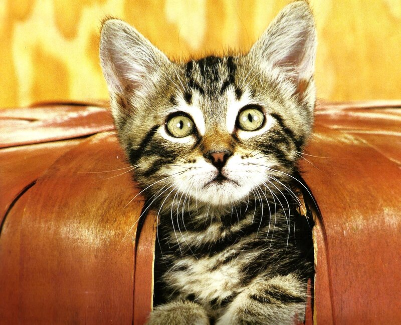 Tabby Kitten in Basket — Brown, Curious